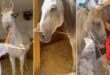 Marbella Council auctions off retired police horses to indignation of residents