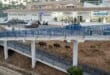 Wild boars race along A-7 motorway edge by Mijas nudist beach: Imminent crash fears rise