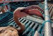 Baby flamingo rescued from Costa del Sol beach in Benalmadena